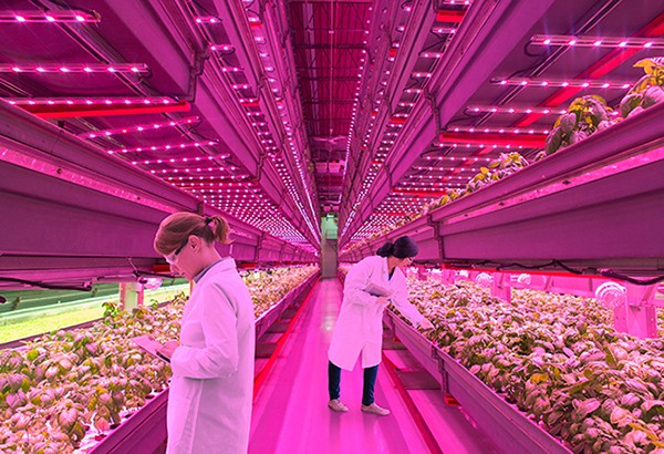 荣事达智能照明·植物照明前景看涨，科技巨头们跨行“种菜”