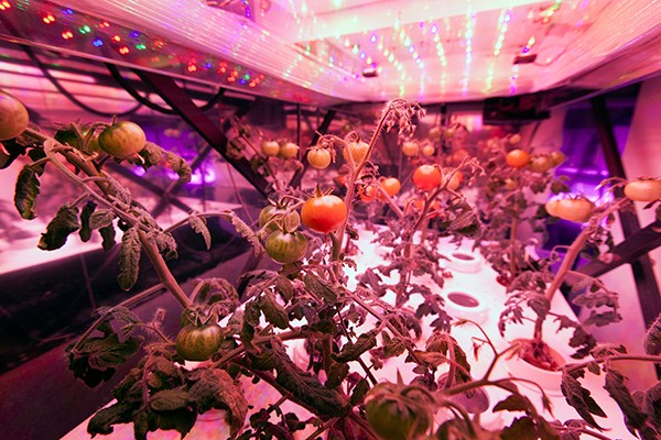 荣事达智能照明·植物照明前景看涨，科技巨头们跨行“种菜”